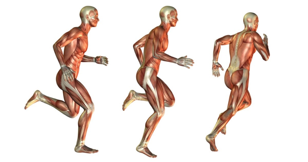 Vitamines et Minéraux muscles-running