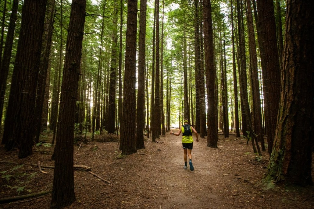 tarawera forest