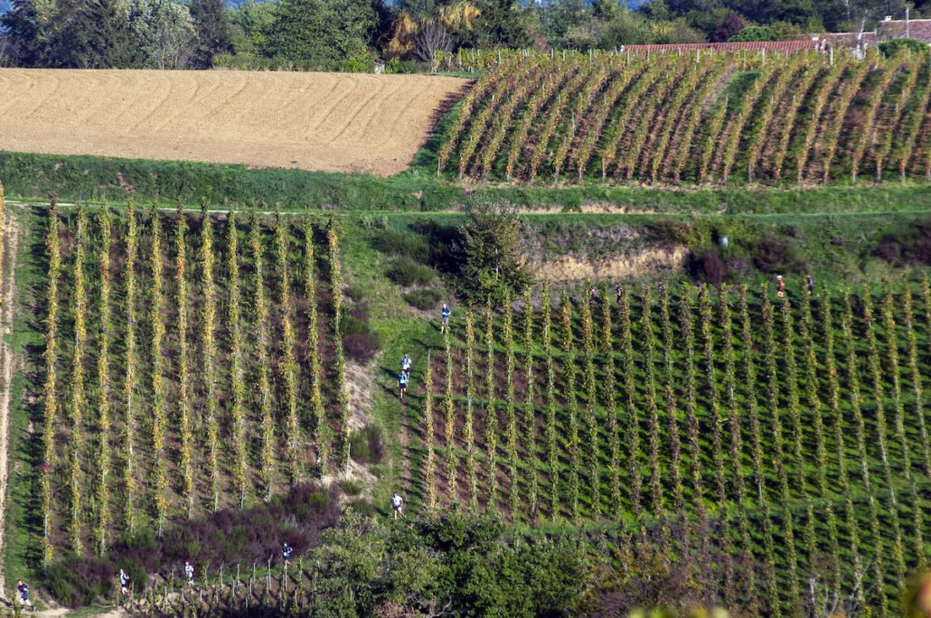 COTE ROTIE Photo Gérard Petit